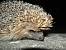 H�risson d'Europe (Erinaceus europaeus) � Thomas Lahlafi