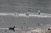 Avocette �l�gante  - Georges Bedrines