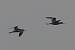 Avocette �l�gante  - Georges Bedrines