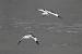 Avocette �l�gante  - Georges Bedrines