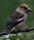 Grosbec casse-noyaux (Coccothraustes coccothraustes) � Gr�goire Schneider