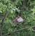 Moineau friquet (Passer montanus) � Gr�goire Schneider