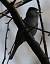 Fauvette � t�te noire (Sylvia atricapilla) � Gr�goire Schneider
