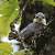 Sittelle torchepot (Sitta europaea) � Gr�goire Schneider