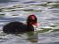 Foulque macroule (Fulica atra) � Antoinette Fleixas