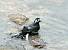 Bergeronnette grise (Motacilla alba) � auteur non diffus&eacute;