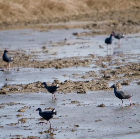 Purple Swamphen - � Roger Sanmart�