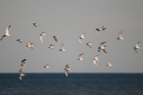 Mediterranean Gull - � Roger Sanmart�