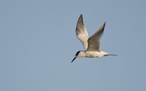 Sandwich Tern - � Roger Sanmart�