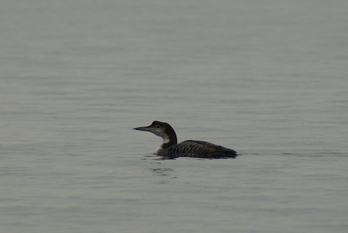 Great Northern Loon - � Alba Casals 