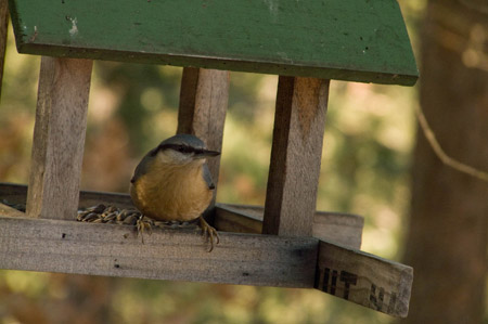 Eurasian Nuthatch - � Miquel Batriu 