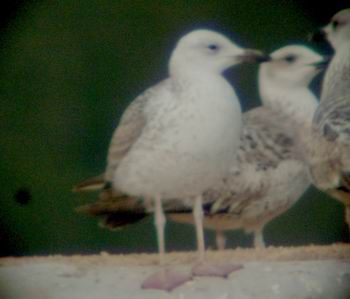 Caspian Gull - � Carlos Alvarez-Cros