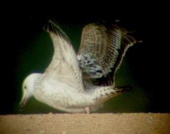 Caspian Gull - � Carlos Alvarez-Cros