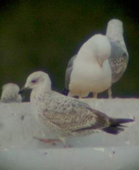 Herring Gull - � Carlos Alvarez-Cros