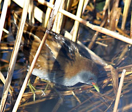 Little Crake - � Dom�nec Anguera Vidal