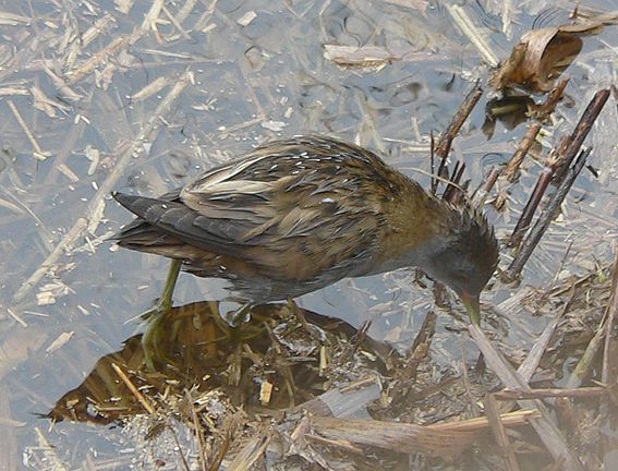 Little Crake - � Stephen Christopher