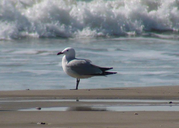 Audouin's Gull - � Daniel Imbern�n