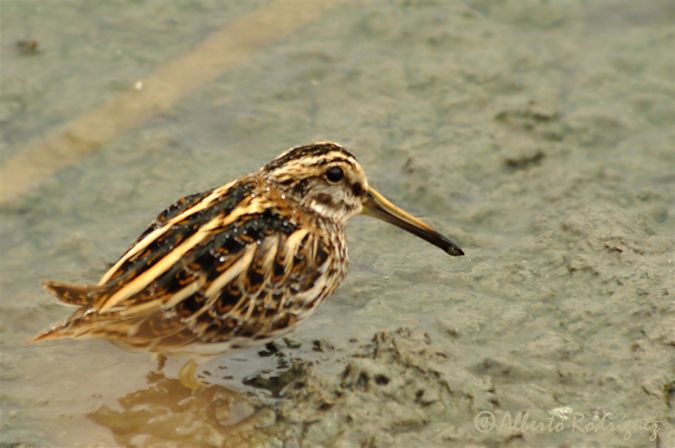 Jack Snipe - � Gregorio Garcia