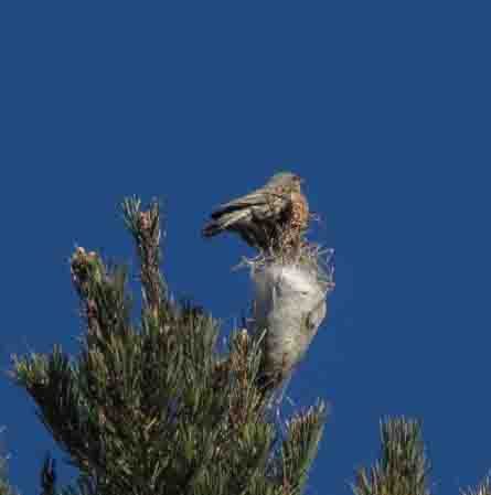 Alpine Accentor - � Juan Fern�ndez Gil