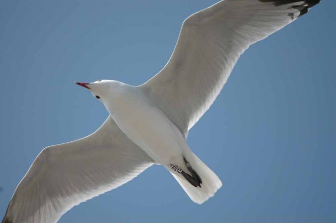 Audouin's Gull - � Enric Badosa