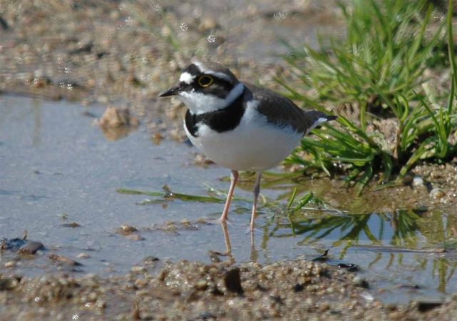 Little Ringed Plover - � Enric Badosa