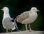 Caspian Gull - � Carlos Alvarez-Cros