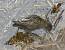 Little Crake - � Stephen Christopher