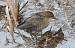 Little Crake - � Stephen Christopher