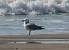 Audouin's Gull (Larus audouinii) � Daniel Imbern�n