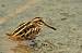 Jack Snipe (Lymnocryptes minimus) � Gregorio Garcia