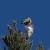 Alpine Accentor (Prunella collaris) � Juan Fern�ndez Gil