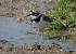 Little Ringed Plover - � Enric Badosa