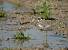 Little Ringed Plover - � Enric Badosa