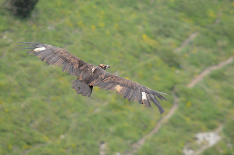 Cinereous Vulture - � Fran Trabalon 