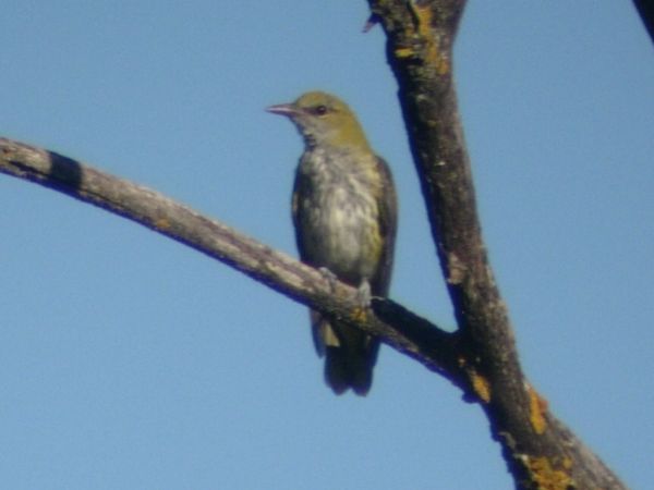 Eurasian Golden Oriole - � V�ctor Sanz S�nchez