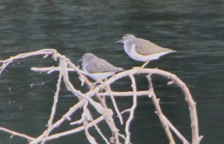 Common Sandpiper - � Guillem Saguer Par�s