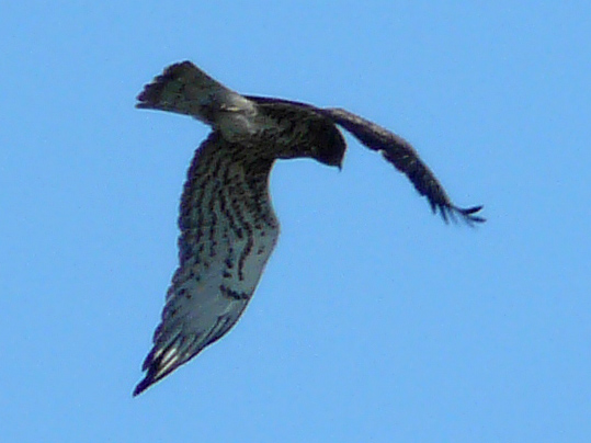 Short-toed Snake Eagle - � Ra�l Miralta Gamisans