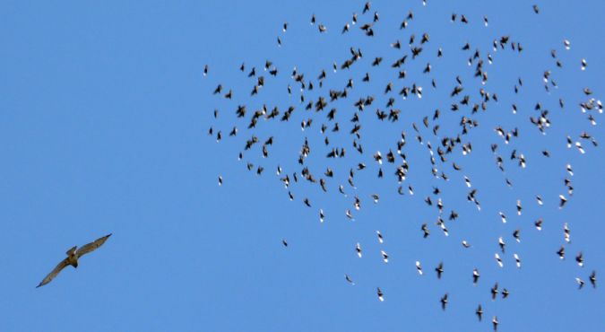 Short-toed Snake Eagle - � Ra�l Miralta Gamisans