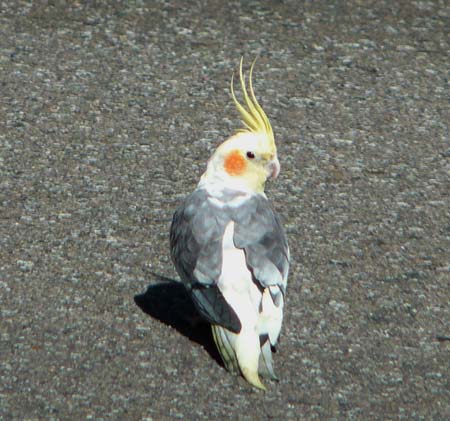 Cockatiel