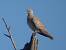 European Turtle Dove (Streptopelia turtur) � V�ctor Sanz S�nchez