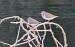 Common Sandpiper (Actitis hypoleucos) � Guillem Saguer Par�s