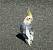Cockatiel (Nymphicus hollandicus) � hidden author