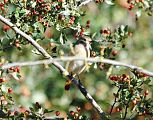 Rougequeue � front blanc � Cisco Guasch
