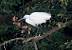 Little Egret (Egretta garzetta) � Jordi Vigu�