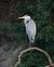 Grey Heron (Ardea cinerea) � Jordi Vigu�