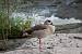 Egyptian Goose (Alopochen aegyptiaca) � Jordi Vigu�