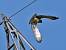 Short-toed Snake Eagle (Circaetus gallicus) � Ra�l Miralta Gamisans