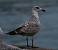 Herring Gull (Larus argentatus) � Marcel Gil