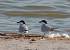Gull-billed Tern (Sterna nilotica) � Jaume Duaig�es Novell