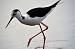 Black-winged Stilt (Himantopus himantopus) � Pedro Besc�s
